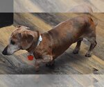 Small Photo #2 Dachshund Puppy For Sale in Shelbyville, TN, USA