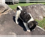 Small Photo #5 Akita Puppy For Sale in UNION CITY, GA, USA