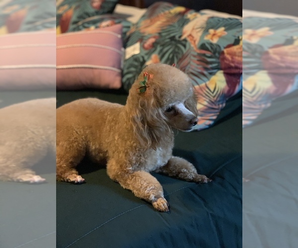 Medium Photo #1 Poodle (Toy) Puppy For Sale in LIVE OAK, FL, USA