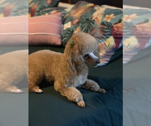 Father of the Poodle (Toy) puppies born on 08/31/2025