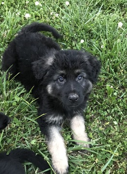 Medium Photo #1 German Shepherd Dog Puppy For Sale in MANCHESTER, TN, USA