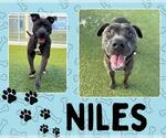 Small #1 American Pit Bull Terrier