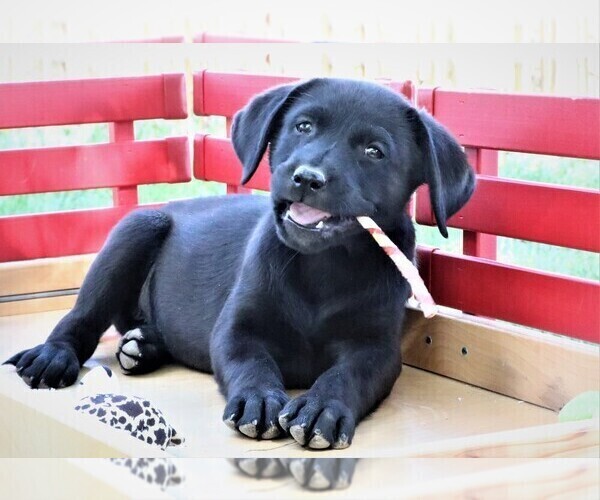 Medium Photo #5 Labrador Retriever Puppy For Sale in SYRACUSE, IN, USA