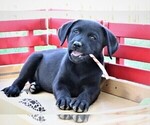 Small #4 Labrador Retriever