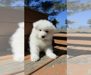 Samoyed Puppy for sale in THORP, WI, USA