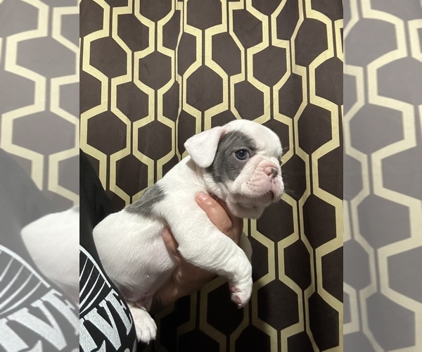 Medium Photo #5 French Bulldog Puppy For Sale in ELK GROVE, CA, USA