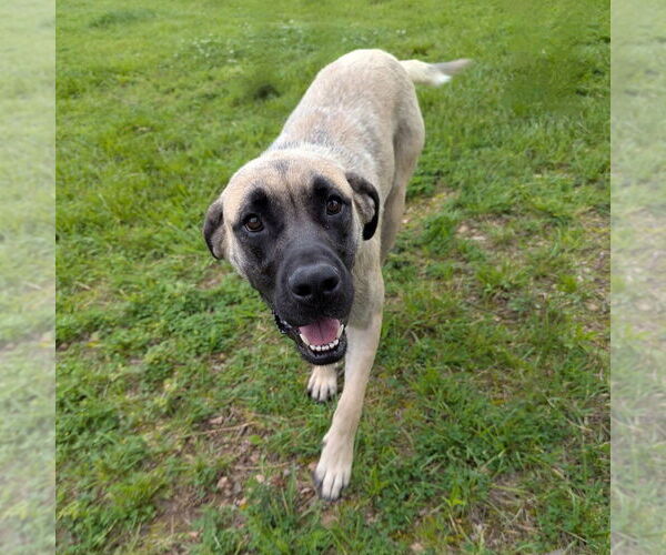 Medium Photo #8 Mastiff Puppy For Sale in Vail, AZ, USA