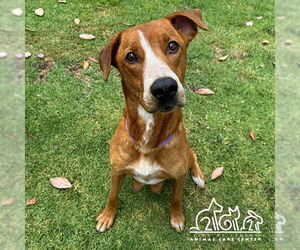 Pointer-Unknown Mix Dogs for adoption in Irvine, CA, USA