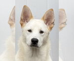 Grady - Female Unknown-white german shepherd Mix Dog for Adoption - Small photo