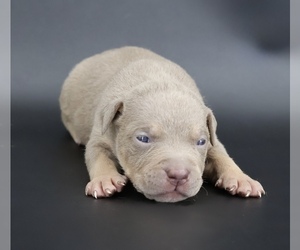 American Bully Puppy for sale in CHAMPAIGN, IL, USA