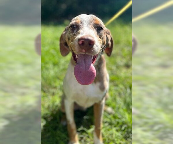 Medium Photo #3 Catahoula Leopard Dog-Unknown Mix Puppy For Sale in Wetumpka, AL, USA
