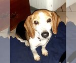 Small Photo #2 Beagle Puppy For Sale in Monterey, VA, USA