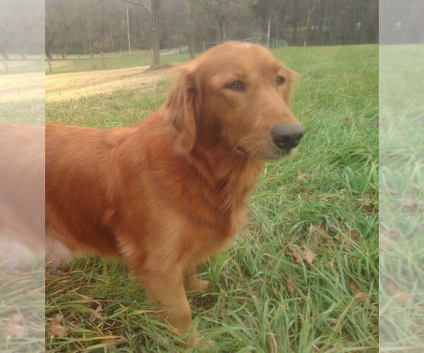 Medium Photo #1 Goldendoodle Puppy For Sale in CHAMBERSBURG, PA, USA