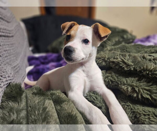 Medium Photo #1 Mutt Puppy For Sale in New London, WI, USA