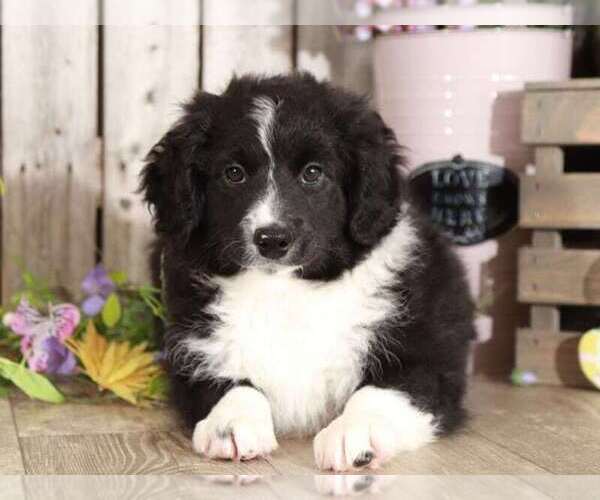 Medium Photo #1 Aussie-Poo Puppy For Sale in MOUNT VERNON, OH, USA