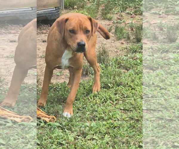 Medium Photo #2 Mutt Puppy For Sale in Harrison, AR, USA