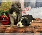 Small Photo #10 Aussiedoodle Puppy For Sale in COMMERCE, MI, USA