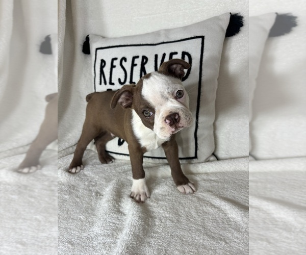 Medium Photo #2 Boston Terrier Puppy For Sale in GREENFIELD, IN, USA