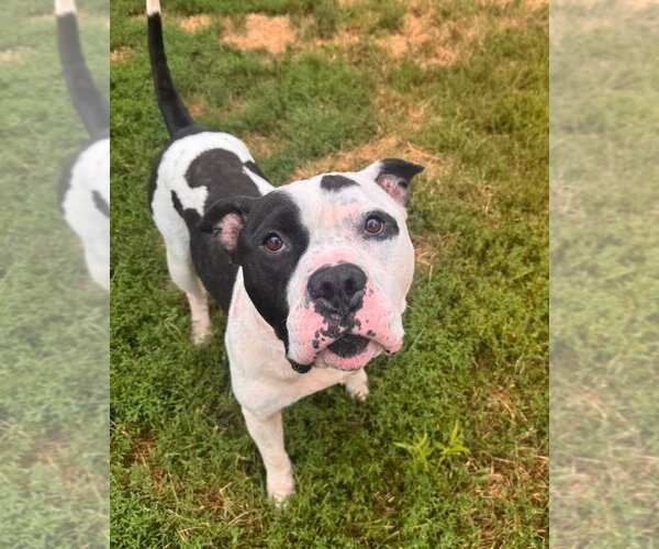 Medium Photo #5 American Staffordshire Terrier-Unknown Mix Puppy For Sale in Muskegon, MI, USA