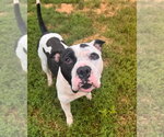 Small Photo #5 American Staffordshire Terrier-Unknown Mix Puppy For Sale in Muskegon, MI, USA