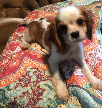 Medium Photo #1 Cavalier King Charles Spaniel Puppy For Sale in COLOGNE, VA, USA