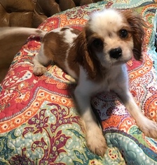 Cavalier King Charles Spaniel Puppy for sale in COLOGNE, VA, USA