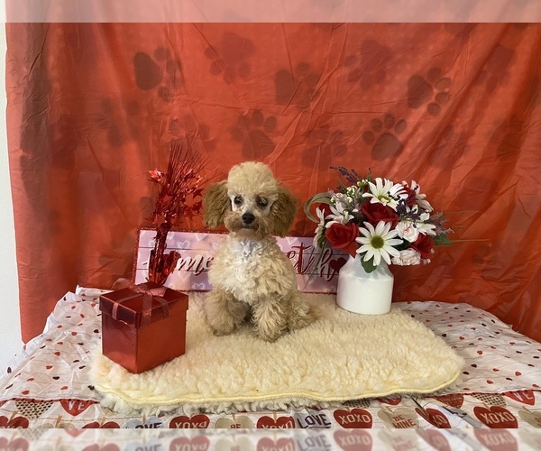 Medium Photo #4 Poodle (Toy) Puppy For Sale in WINSTON SALEM, NC, USA