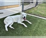 Small #1 Labrador Retriever Mix