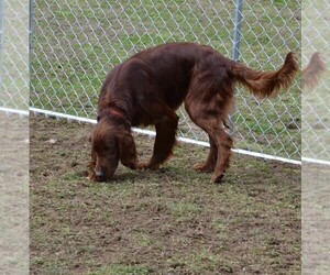 Father of the Irish Setter puppies born on 12/16/2023