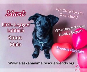 Dachshund-Labrador Retriever Mix Dogs for adoption in Anchorage, AK, USA