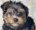 Small Photo #14 Yorkshire Terrier Puppy For Sale in MIAMI, FL, USA