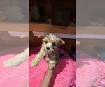 Small #1 Yorkshire Terrier