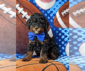 Irish Doodle Puppy for sale in PEACH BOTTOM, PA, USA