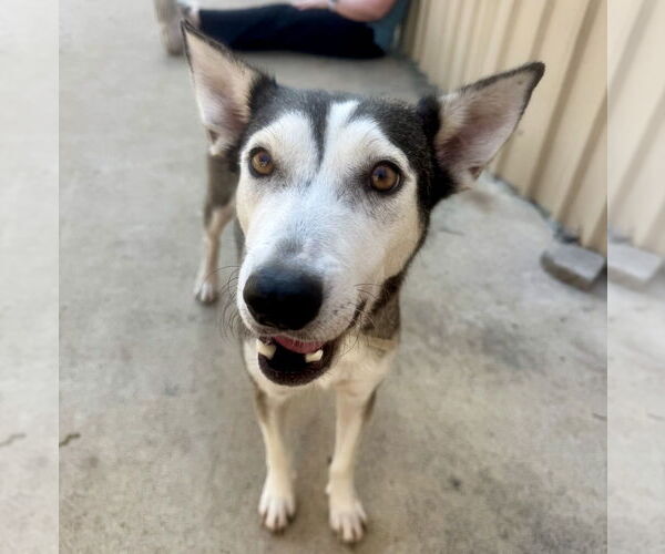 Medium Photo #6 Mutt Puppy For Sale in Houston, TX, USA