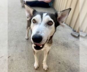 Hattie - Female Siberian Husky-Unknown Mix Dog for Adoption - Photo #6