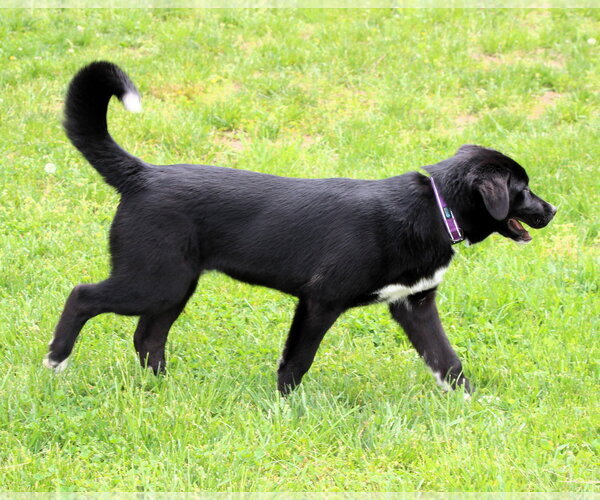 Medium Photo #5 Pyrenees Border Collie Puppy For Sale in Cookeville, TN, USA