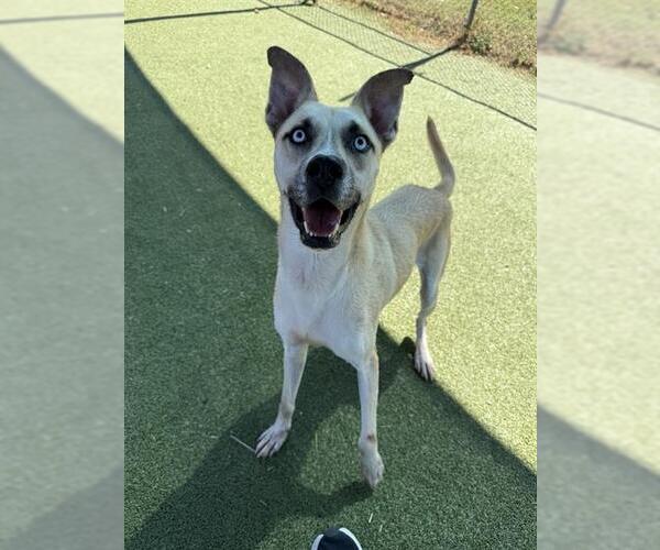 Medium Photo #2 American Pit Bull Terrier-Unknown Mix Puppy For Sale in Pasadena, TX, USA