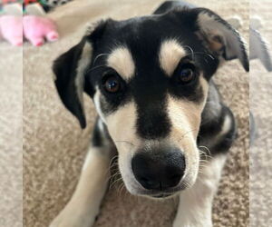 Huskies -Unknown Mix Dogs for adoption in Fargo, ND, USA