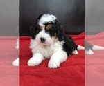 Small Photo #6 Miniature Bernedoodle Puppy For Sale in SUGARCREEK, OH, USA