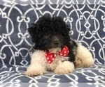 Small Photo #14 Poochon Puppy For Sale in LAKELAND, FL, USA