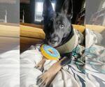 Small #1 German Shepherd Dog