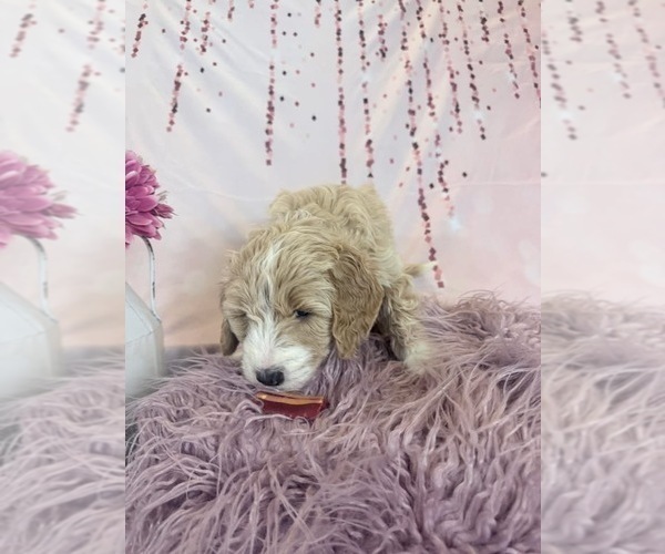 Medium Photo #114 Aussie-Poo-Goldendoodle Mix Puppy For Sale in COMMERCE, MI, USA