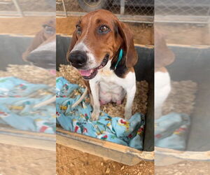 Treeing Walker Coonhound Dogs for adoption in Roaring River, NC, USA