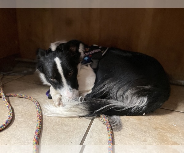 Medium Photo #10 Border Collie Puppy For Sale in SCHERTZ, TX, USA