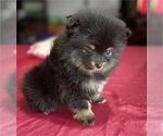 Hand delivery - Female Pomeranian Puppy for Sale - Photo #6