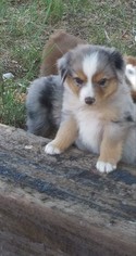 Miniature American Shepherd Puppy for sale in TAYLOR, AZ, USA