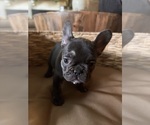 Small Photo #24 French Bulldog Puppy For Sale in BONNEAU, SC, USA