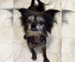 Small #2 Chihuahua Mix