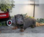 Small #1 Dachshund