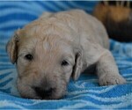 Small Photo #3 Poodle (Standard) Puppy For Sale in MALABAR, FL, USA